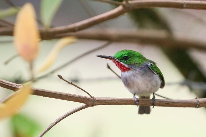 Private Boat Nature Tour of Los Haitises National Park - Price and Value: Is $160 Fair for What You Get?