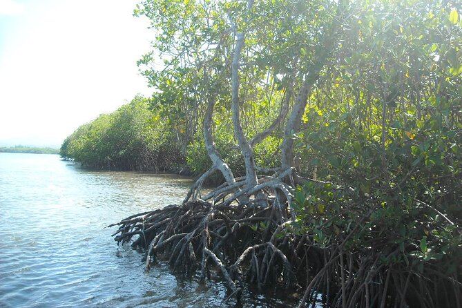 Private Boat Nature Tour of Saona Island - Price and value: what $345 per person buys you