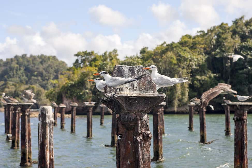 Private: Los Haitises & Cayo Levantado from Samana - Why Los Haitises Feels Like a Different Planet