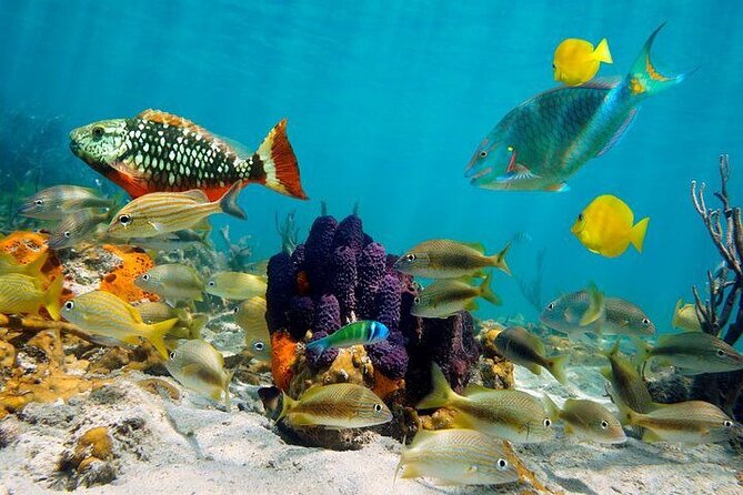 Private Party Boat with Snorkeling in Playa Bibijagua - Boat Condition and Crew Attitude: What Your Money Buys