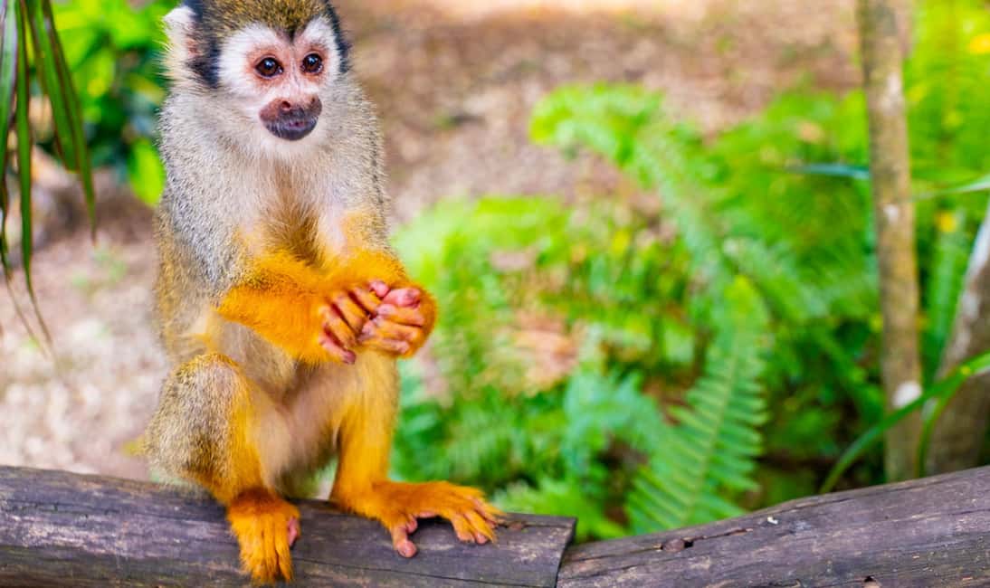 Punta Cana Buggy Tours Cenote Cave, Beach - Monkeyland Squirrel Monkeys: What Hand-Feeding Really Means