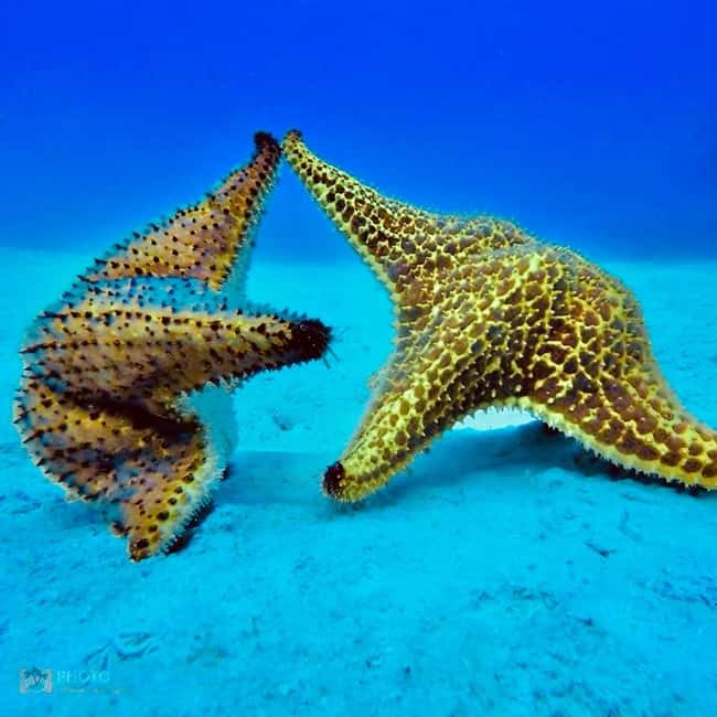 Punta Cana: Catalina Island Day Trip with Snorkeling - Beach Buffet Lunch and Unlimited Drinks: The Part That Can Save the Day