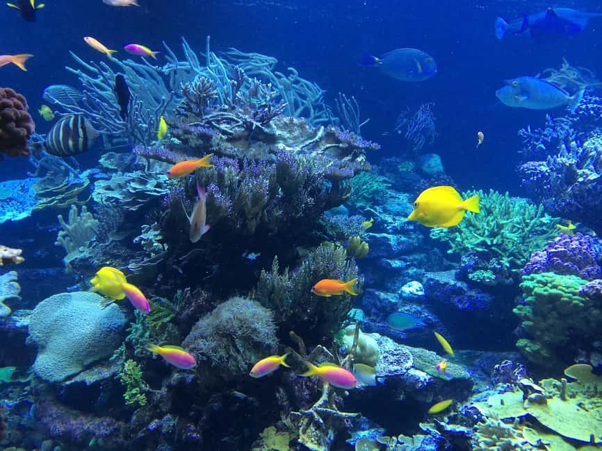 Punta Cana: Catalina Island Day Trip with Snorkeling - Who This Punta Cana to Catalina Trip Fits Best