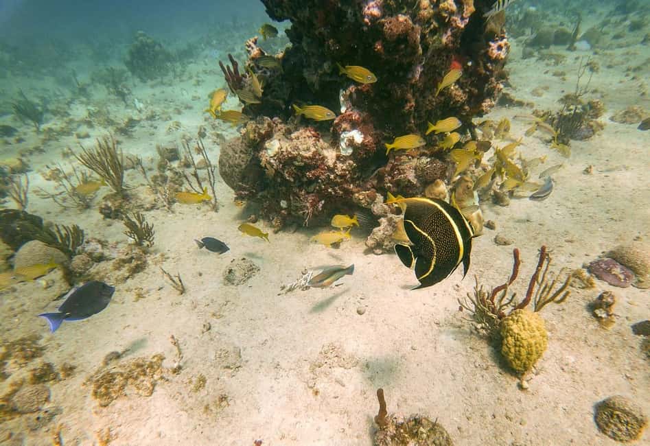 Punta Cana: Catalina Island Trip with Snorkeling - Snorkeling the reef gardens: your 1 hour in Catalina Island waters