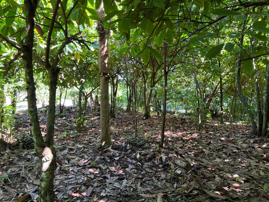 Punta Cana: Coffee Plantation, Chocolate, and Sugar Cane … - What to Bring for a Comfortable Farm Day