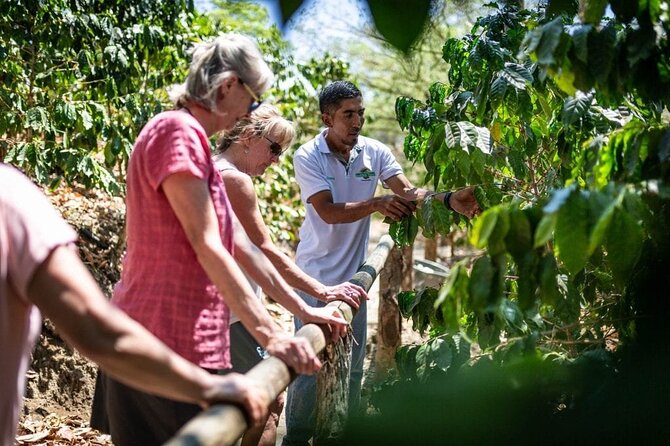 Punta Cana: Cultural half-day tours in the Dominican Republic - Sugarcane stop and lunch: local ingredients you can taste