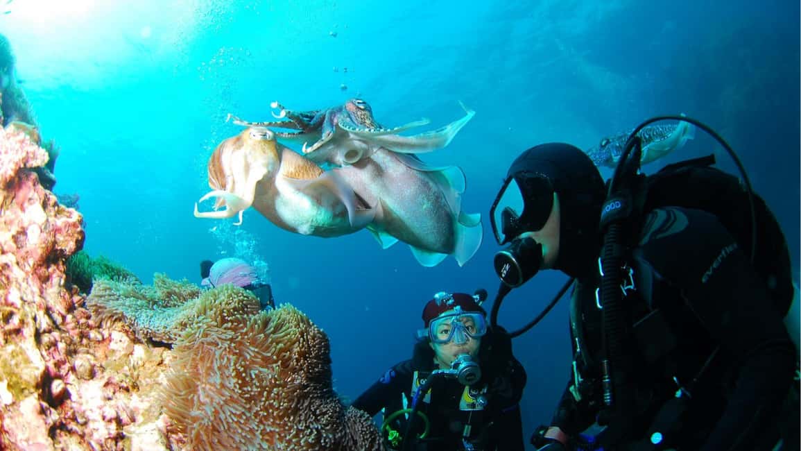 Punta Cana: Dive the Coral Paradise of Catalina Island - Key points to know