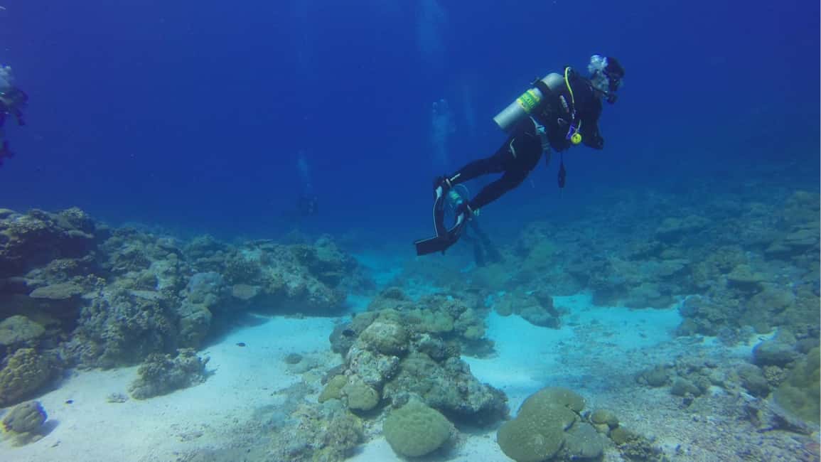 Punta Cana: Dive the Coral Paradise of Catalina Island - El Muro Wall: the deeper-water spot and the certification reality check