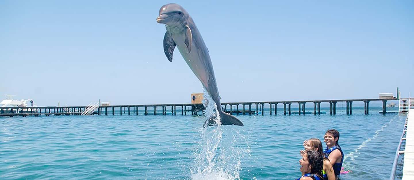 Punta Cana Dolphin Adventure: 40-Minute Interaction - Who This Fits Best: Ages, Height Rules, and Swimming Comfort