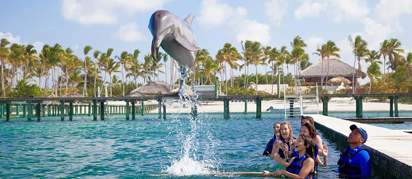 Punta Cana Dolphin Adventure: 40-Minute Interaction - The Most Praised Parts (and Why They Matter)