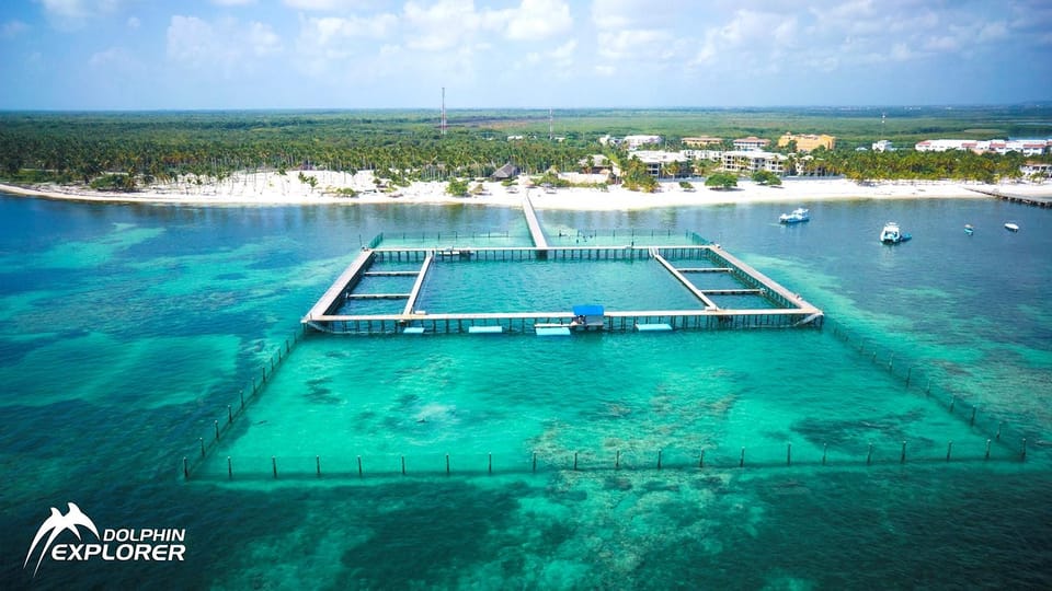 Punta Cana Dolphin Adventure: 40-Minute Interaction - Tips to Have a Better Day (Without Overthinking It)