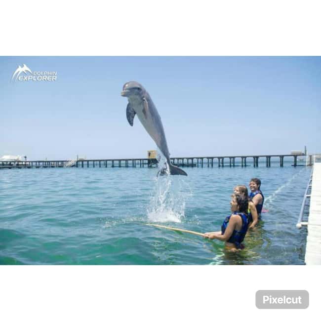 Punta Cana: Dolphin Park Entry and Swim with Dolphins - Price and Value: What $140 Actually Buys You