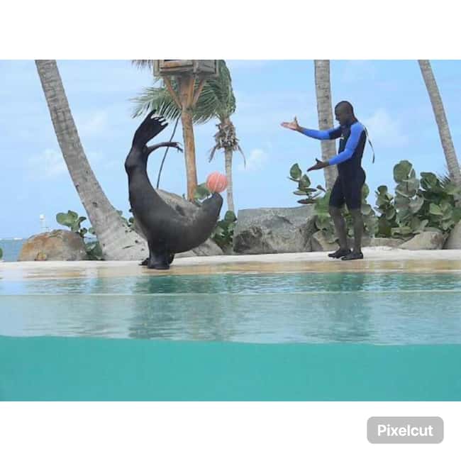 Punta Cana: Dolphin Park Entry and Swim with Dolphins - Rules You Need to Know Before Your Dolphin Moment