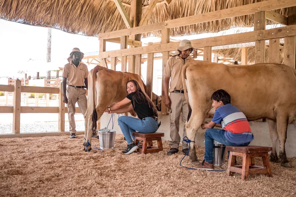 Punta Cana: Eco Park Safari Adventure - Cattle Station And Milking Demonstration: A Real Farm Moment