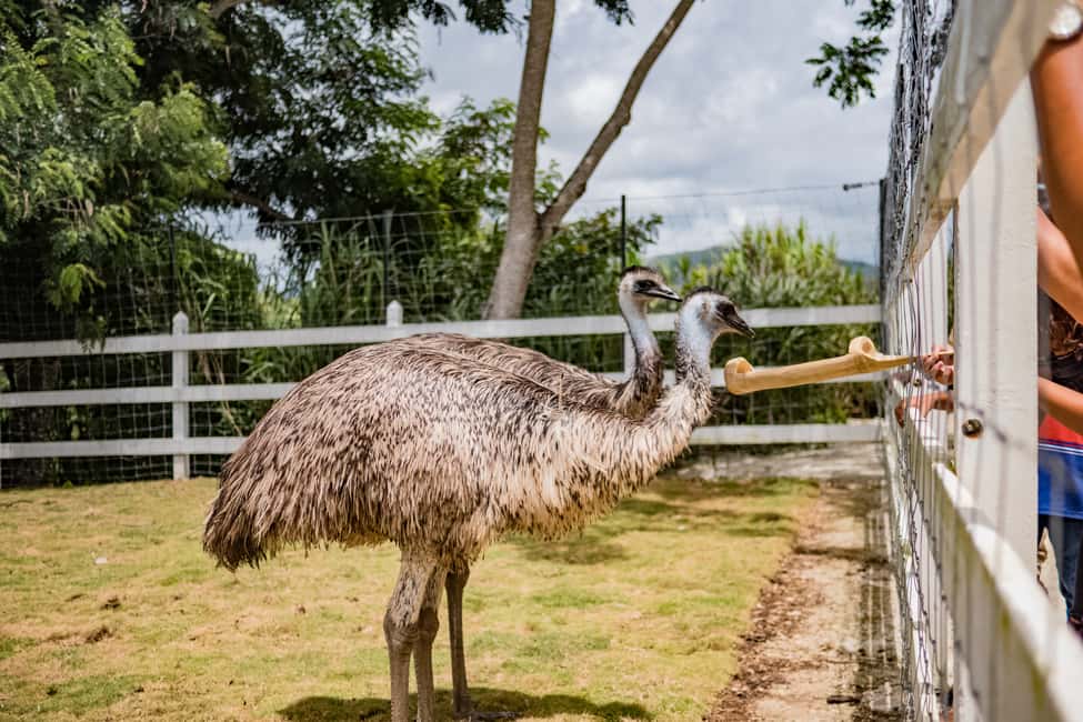 Punta Cana: Eco Park Safari Adventure - Hotel Pickup And The Panoramic Bus Ride You’ll Actually Appreciate