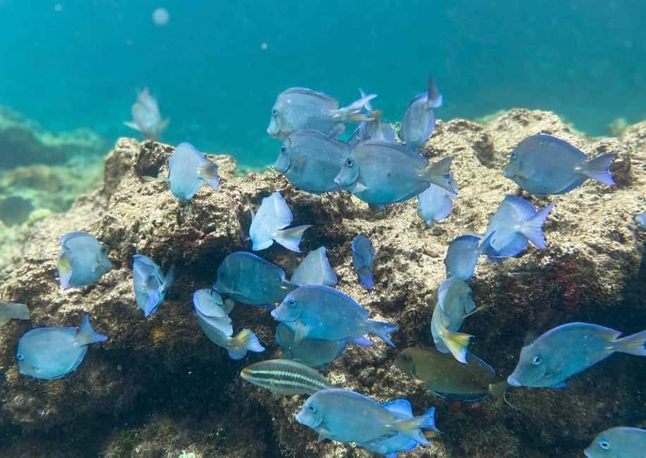 Punta Cana: Full-day Snorkelling Tour in Catalina Island - The catamaran/boat ride: short scenic cruising with a group vibe