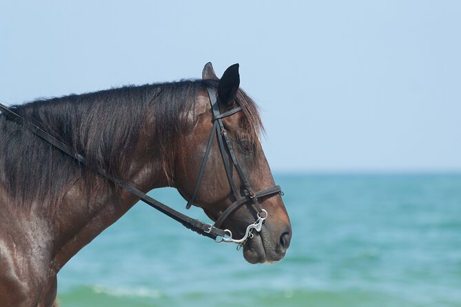 Punta Cana Horseback Riding Adventure - What to Bring (Simple Checklist)