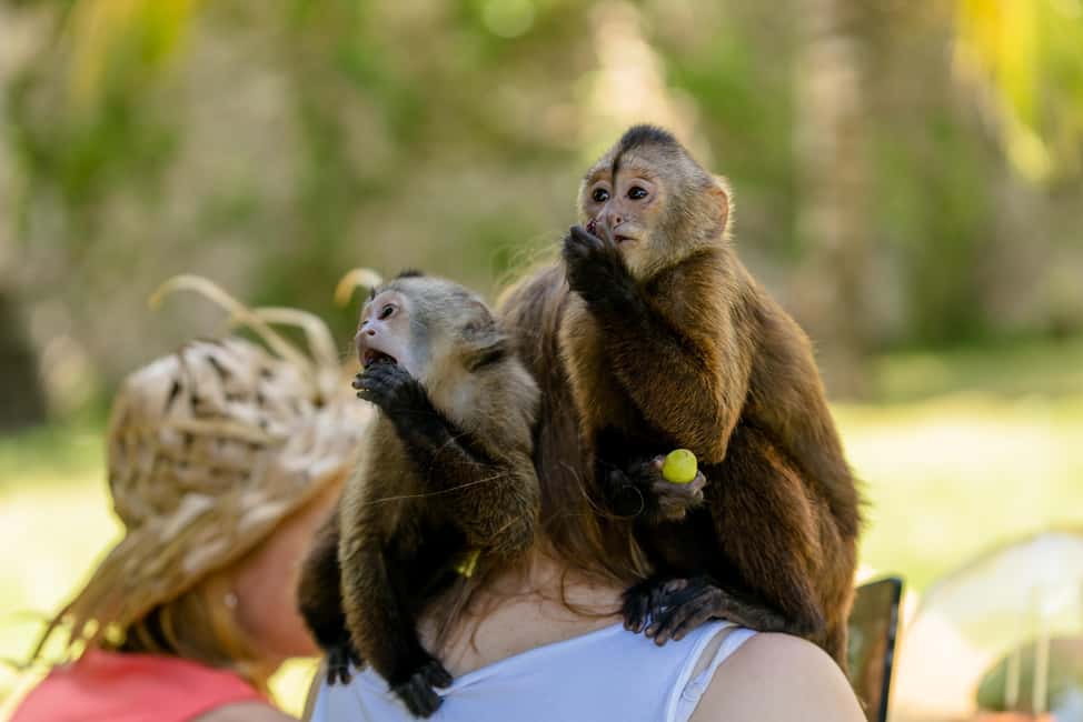 Punta Cana: Interactive Experience at Monkey House - Punta Cana to Monkey House: the 3-hour plan