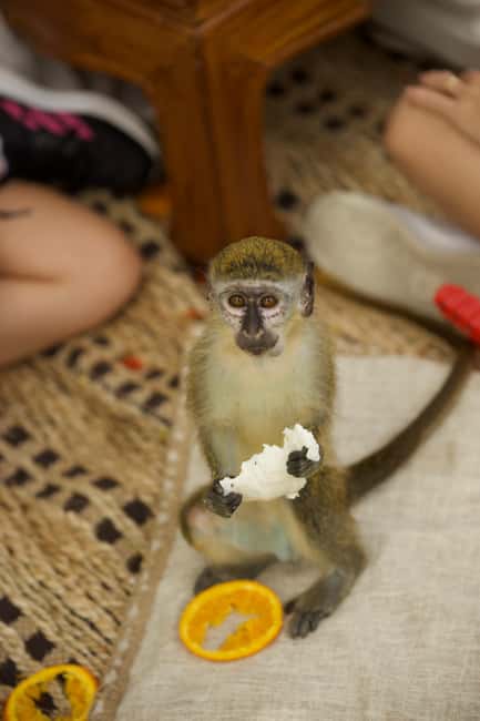 Punta Cana: Interactive Experience at Monkey House - Photo rules and how to avoid sticker shock