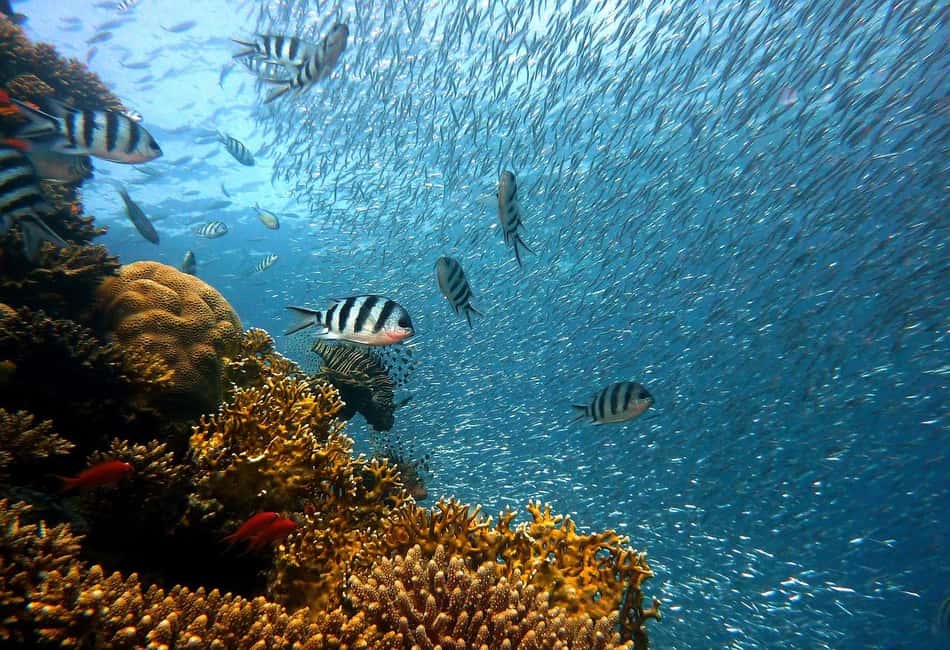 Punta Cana: Island escape to catalina • snorkeling & lunch - Key things I’d circle before you go