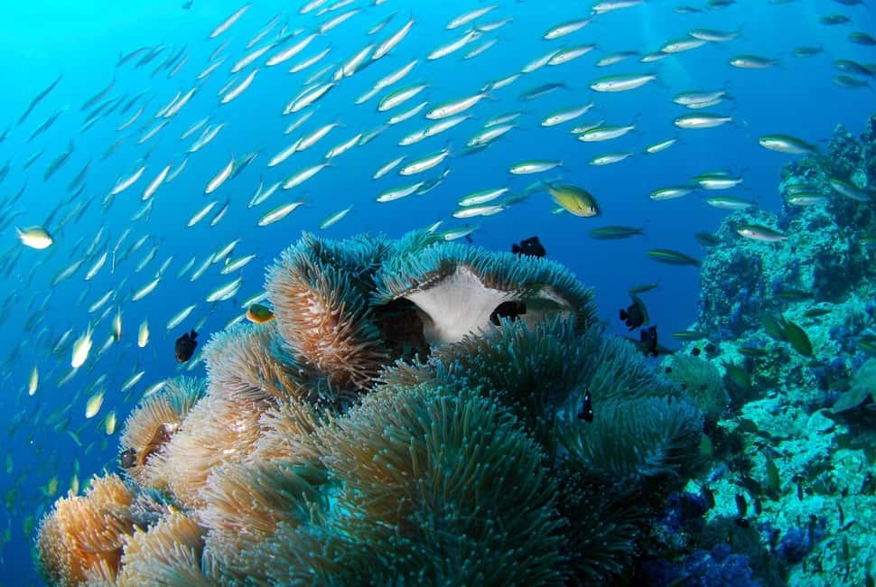 Punta Cana: Island escape to catalina • snorkeling & lunch - Getting to Catalina Island: The Punta Cana timing reality