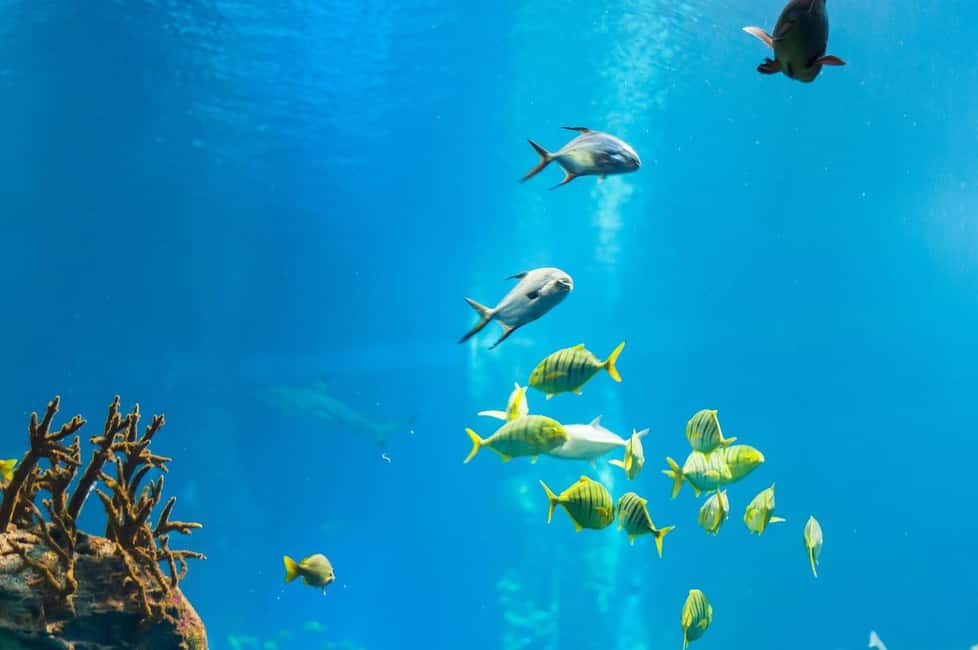 Punta Cana: Island escape to catalina • snorkeling & lunch - FAQ