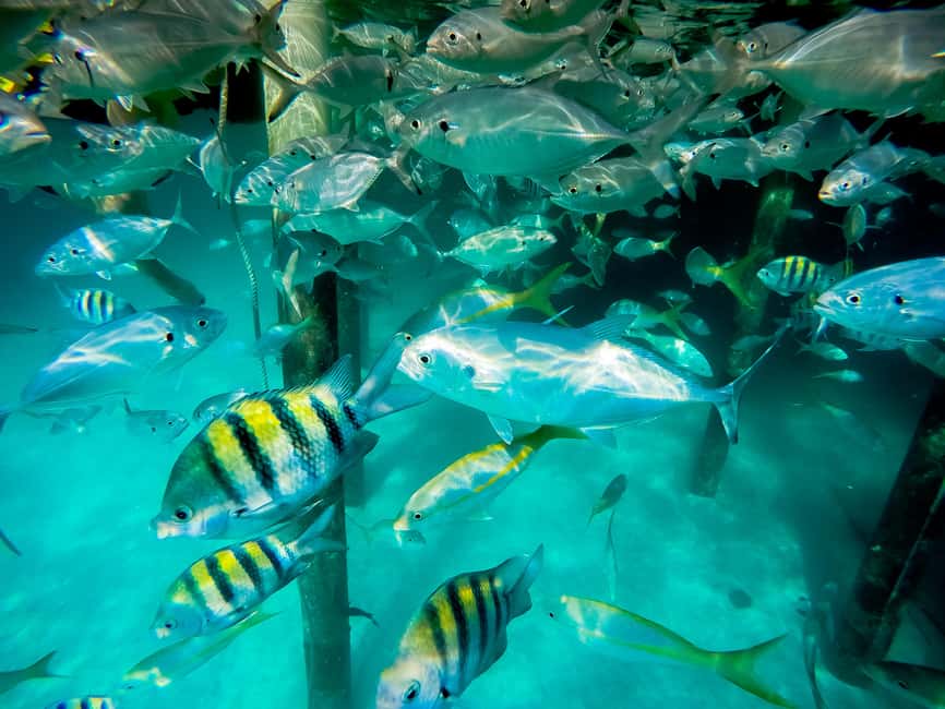 Punta Cana: Marinarium Snorkeling Cruise - Key things to know before you go