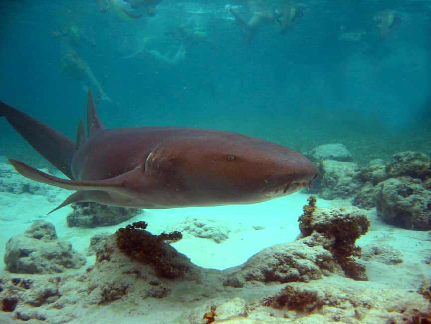 Punta Cana: Marinarium Snorkeling Cruise - Why This 3.5-Hour Punta Cana Cruise Works So Well