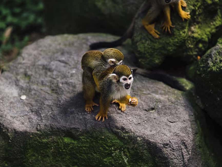 Punta Cana: Monkey Adventure by Jhoraji With Hotel Pick-Up - Key Things to Know Before You Go