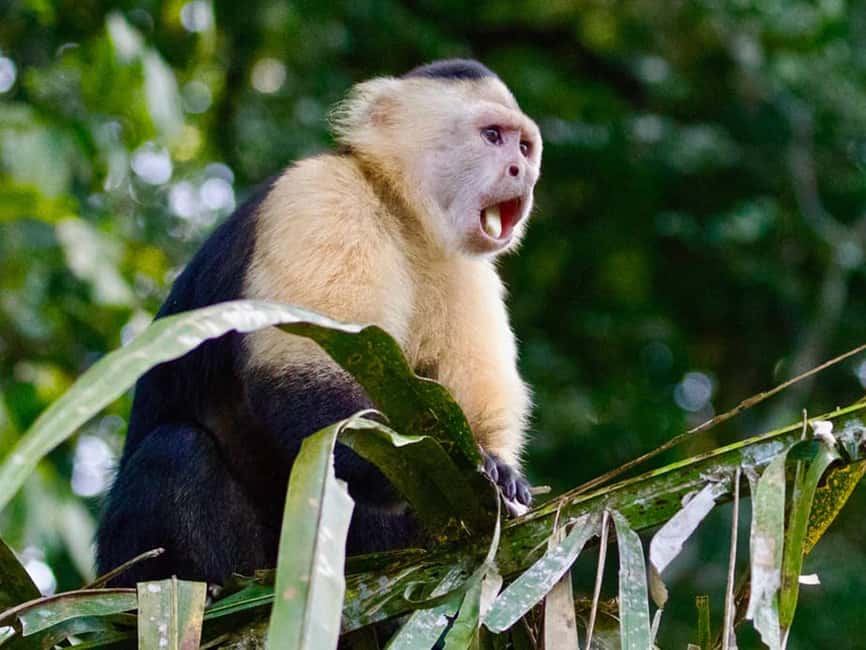Punta Cana: Monkey Adventure by Jhoraji With Hotel Pick-Up - What Interaction Actually Means: Feeding, Climbing, and Tight Timing