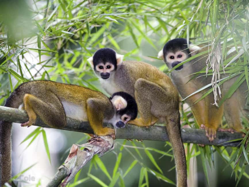 Punta Cana: Monkey Adventure by Jhoraji With Hotel Pick-Up - Four Monkey Species in One Session: The Real Star