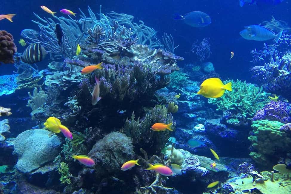 Punta Cana or La Romana: Catalina Island Tour and Snorkeling - Key things to know before you go