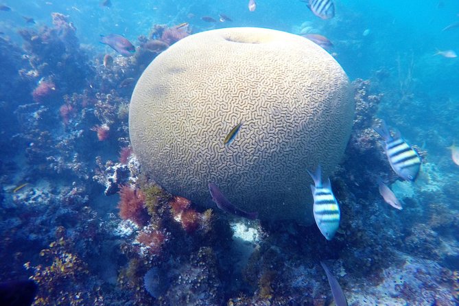 Punta Cana Private Cruise up to 10 people - Cabeza de Toro Reef Snorkeling: Coral Nursery, Underwater Structures, Real Intent