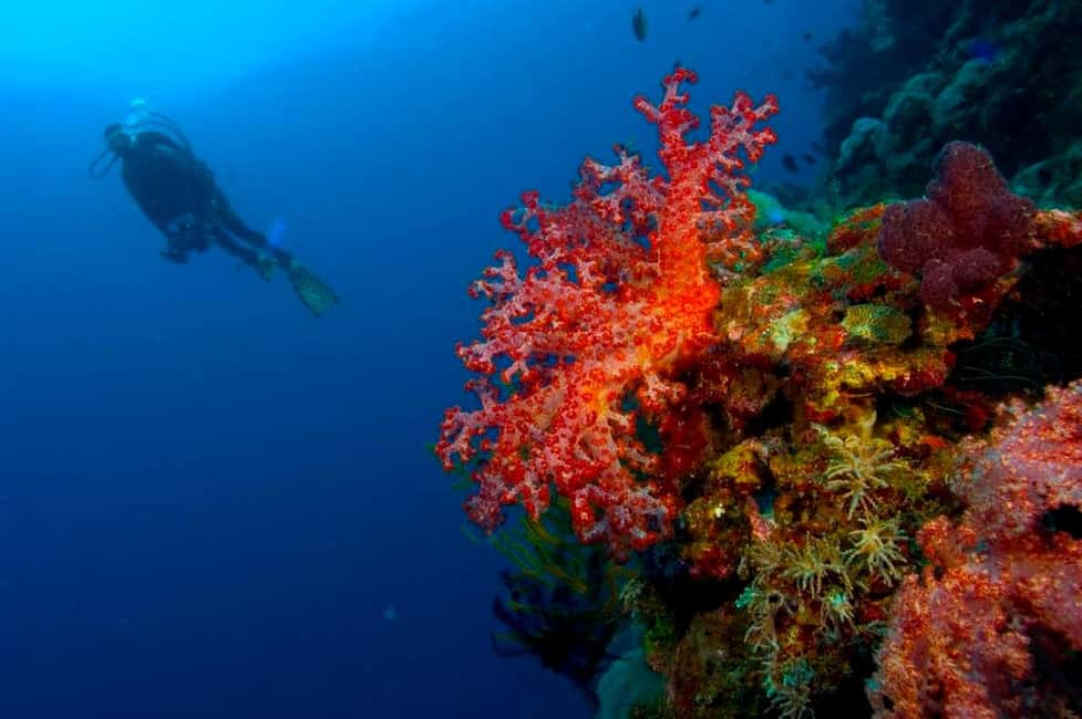Punta Cana: Reef Diving Adventure Explore Underwater Wonders - Reef life you can actually look for: coral, fish, and sea turtles