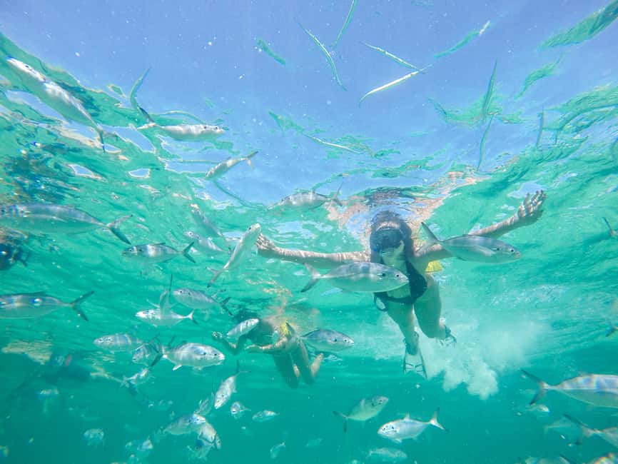 Punta Cana: Reef Explorer Access w/ Sharks & Stingrays Swim - Tips to get the most out of your time on the reef