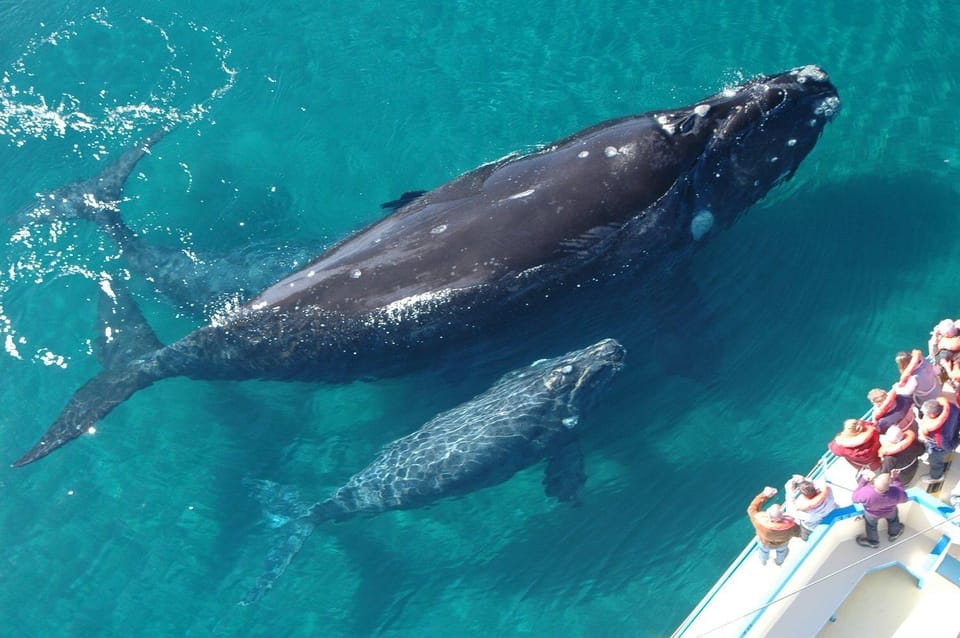 Punta Cana: Samaná Day Tour with Horse Ride and Cruise - El Malecón Boardwalk Lunch with Unlimited Drinks