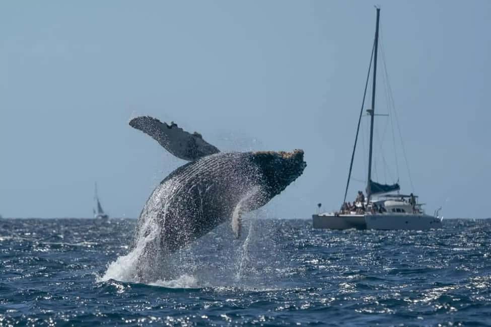 Punta Cana: Samaná Whale Watching and El Limón Day Tour - Getting There: Pickup, Ride Time, and the Boat Switch