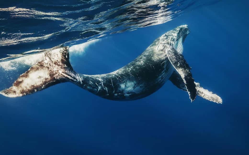 Punta Cana: Samana Whale Watching Cruise - Why Samaná Humpbacks Make a Short Cruise Feel Worth It
