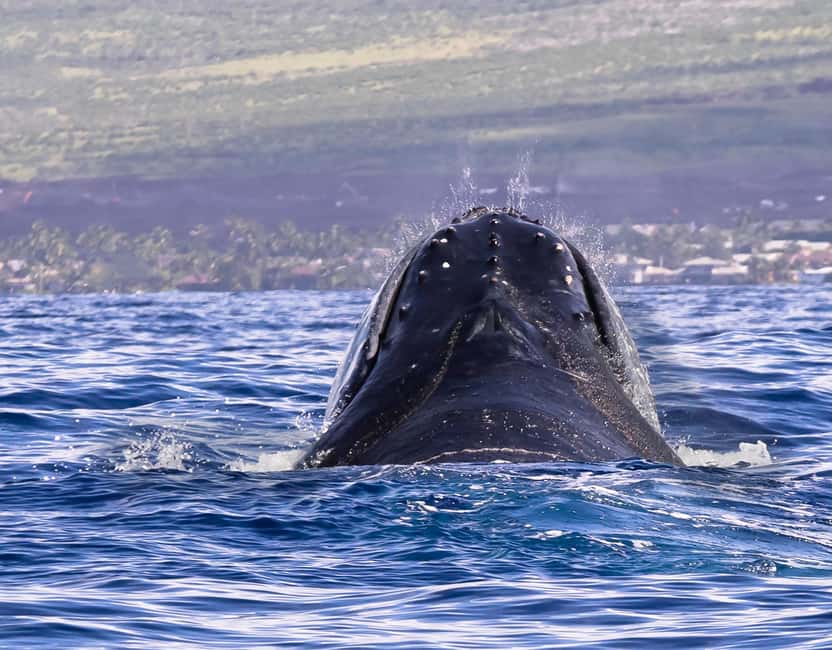 Punta Cana: Samana Whale Watching Cruise - Guide and Communication: When Interpretation Matters (and When It Doesn’t)