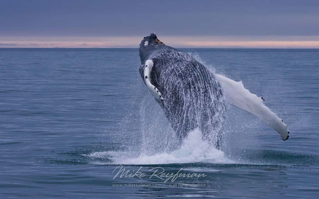 Punta Cana: Samana Whale Watching Cruise - Who This Whale Watching Cruise Is Best For