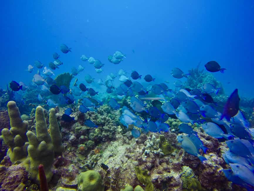 Punta Cana: Scuba Diving Adventure to Catalina Island - Punta Cana pickup to Catalina marina: how the day actually starts