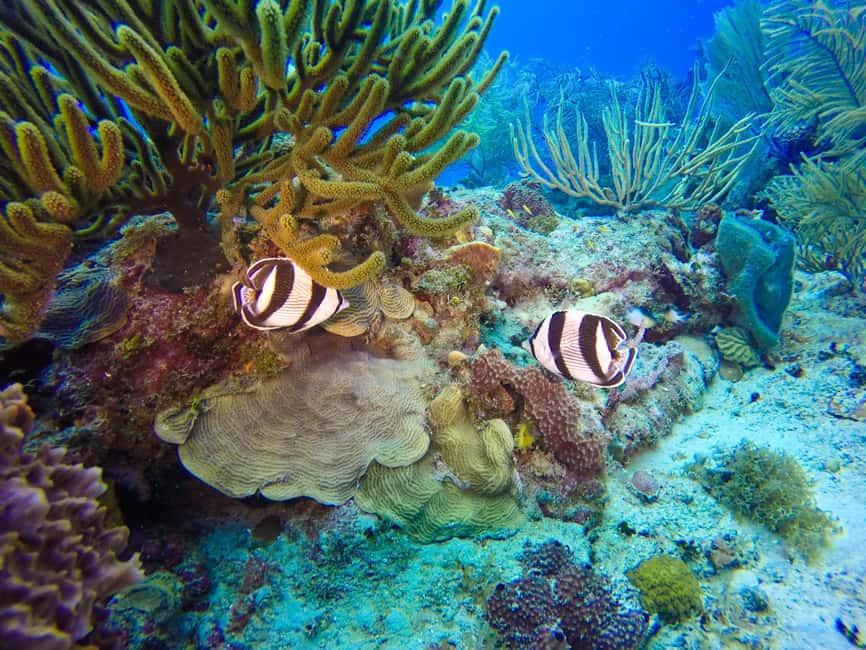 Punta Cana: Scuba Diving Adventure to Catalina Island - The Aquarium second stop: clearer views and a different cast of characters