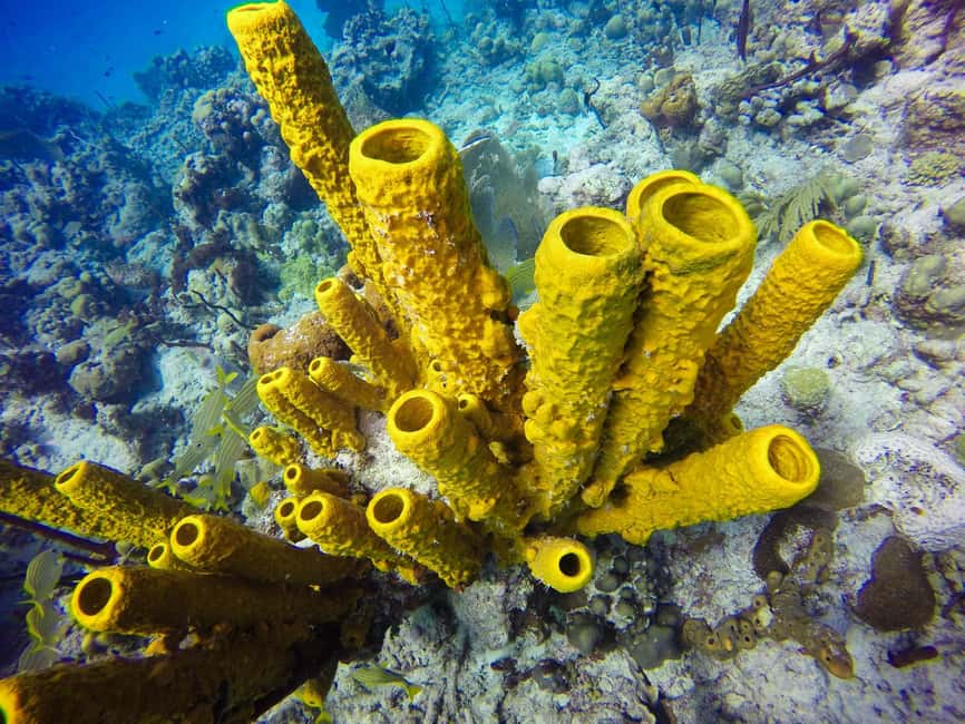 Punta Cana: Scuba Diving Adventure to Catalina Island - Gear, lifejackets, and rules that keep the experience smooth