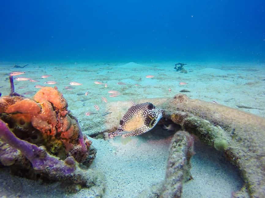Punta Cana: Scuba Diving Adventure to Catalina Island - Price and value: what $155 gets you in real terms