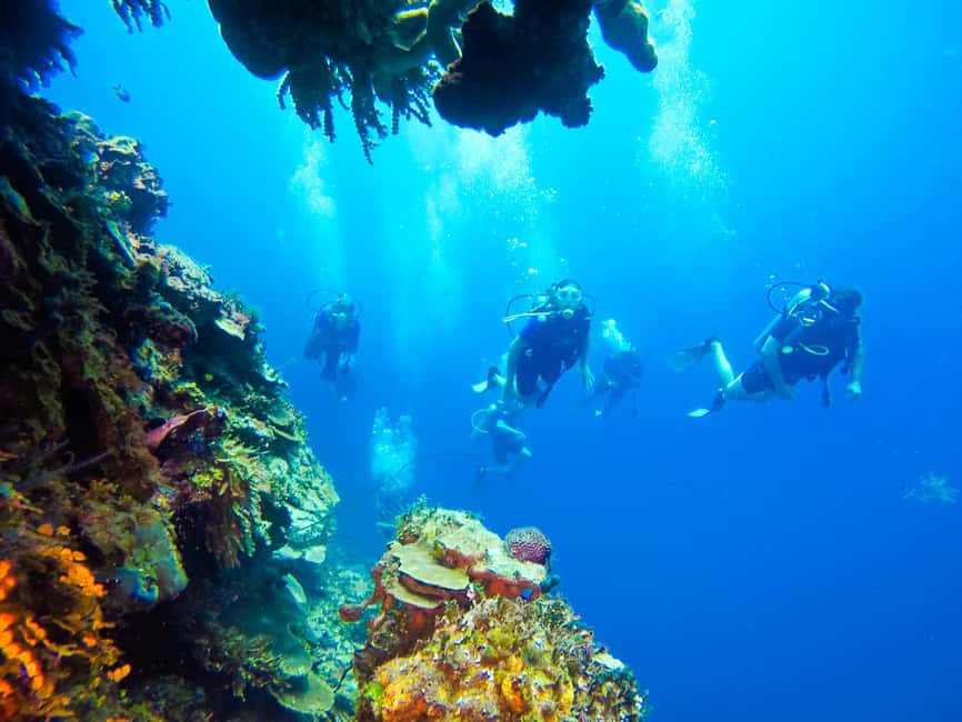 Punta Cana: Scuba Diving Adventure to Catalina Island - Who should book this Catalina Island scuba session day