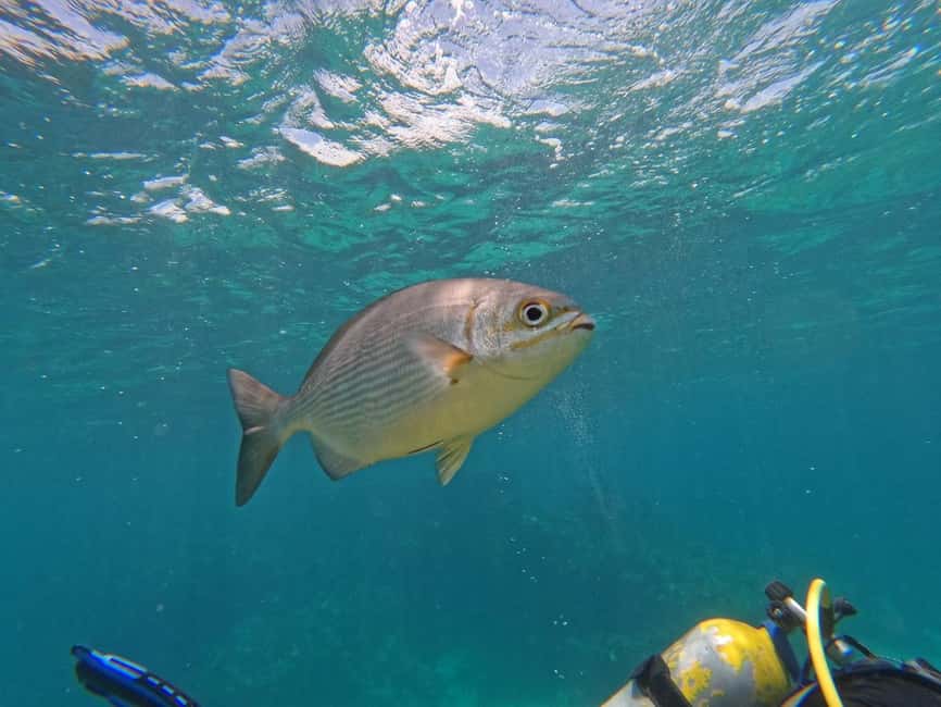 Punta Cana: Scuba Doo Adventure with Round-Trip Transfer - Glass-Bottom Boat: The In-Water Build-Up