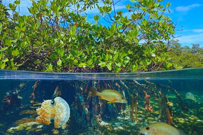 Punta Cana Speed Boat to Saona Island with Lunch & Natural Pools - Drinks and the open bar: set expectations so it doesn’t surprise you