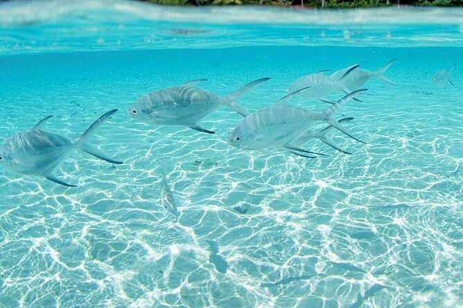 Punta Cana Speed Boat Tour and Snorkeling - The biggest upsides I’d focus on