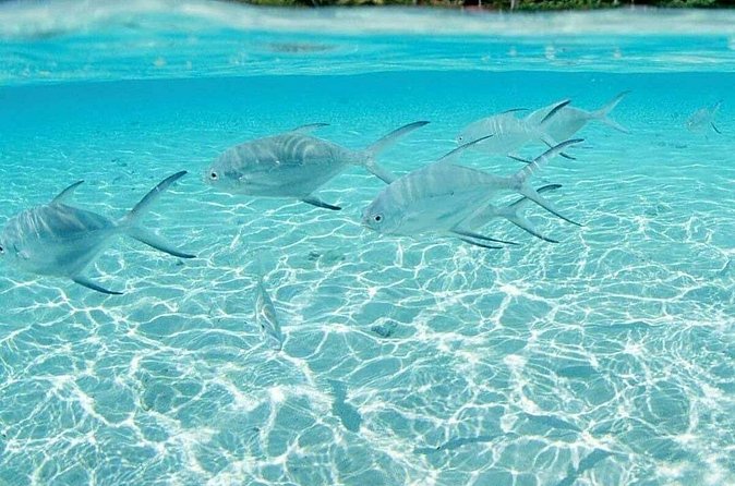 Punta Cana Speed Boat Tour and Snorkeling - Who this Punta Cana speedboat and SNUBA tour suits best