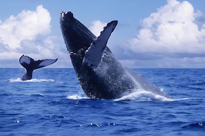 Punta Cana: Whale Watching and Bacardi Island Day Trip - Key things to know before you go